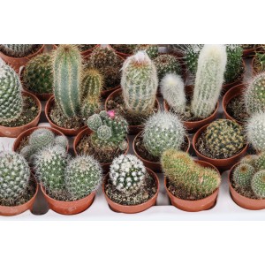 Vari cactus in vaso, di diverse forme e dimensioni.