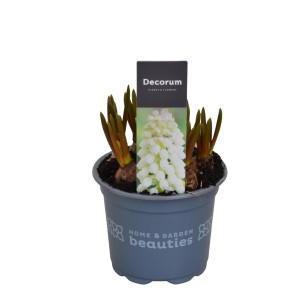 Giacinto d'uva bianco (Muscari White Magic) in vaso. Pianta da fiore decorativa per il giardino.