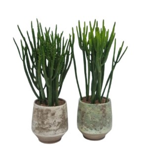 Due piante grasse t.b.t. in vasi con finitura rustica.