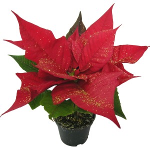 Stella di Natale rossa con glitter dorati in vaso.