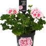 Geranio Americana White Splash in vaso, fiori bianchi con centro rosa, pianta verticale.