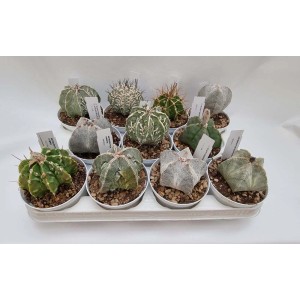 Diverse piante grasse t.b.t. in vaso su un vassoio.