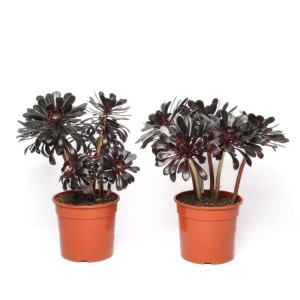 Aeonium nigra piante succulente vaso Ø 17 cm