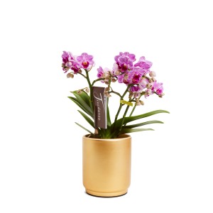 Piccola orchidea a righe rosa in vaso dorato.