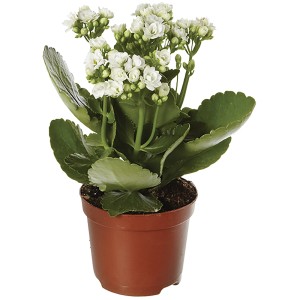 Calancola bianca (t.b.t.) in vaso marrone.