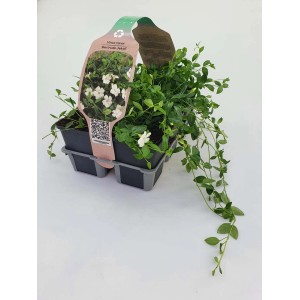 Confezione da 6 pervinca a foglia piccola Gertrude Jekyll in vaso, fiori bianchi, fogliame verde.