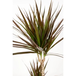 Dracaena Magenta, altezza 110-120 cm in vaso. Pianta d'appartamento con foglie verde scuro e rossastre.
