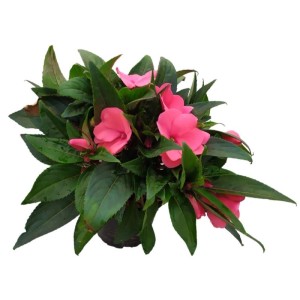 Pianta Sunpatiens in vaso Ø 14 cm