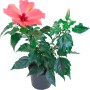 Ibisco rosa Hawaii mix in vaso, pianta esotica da interno con grande fiore rosa.