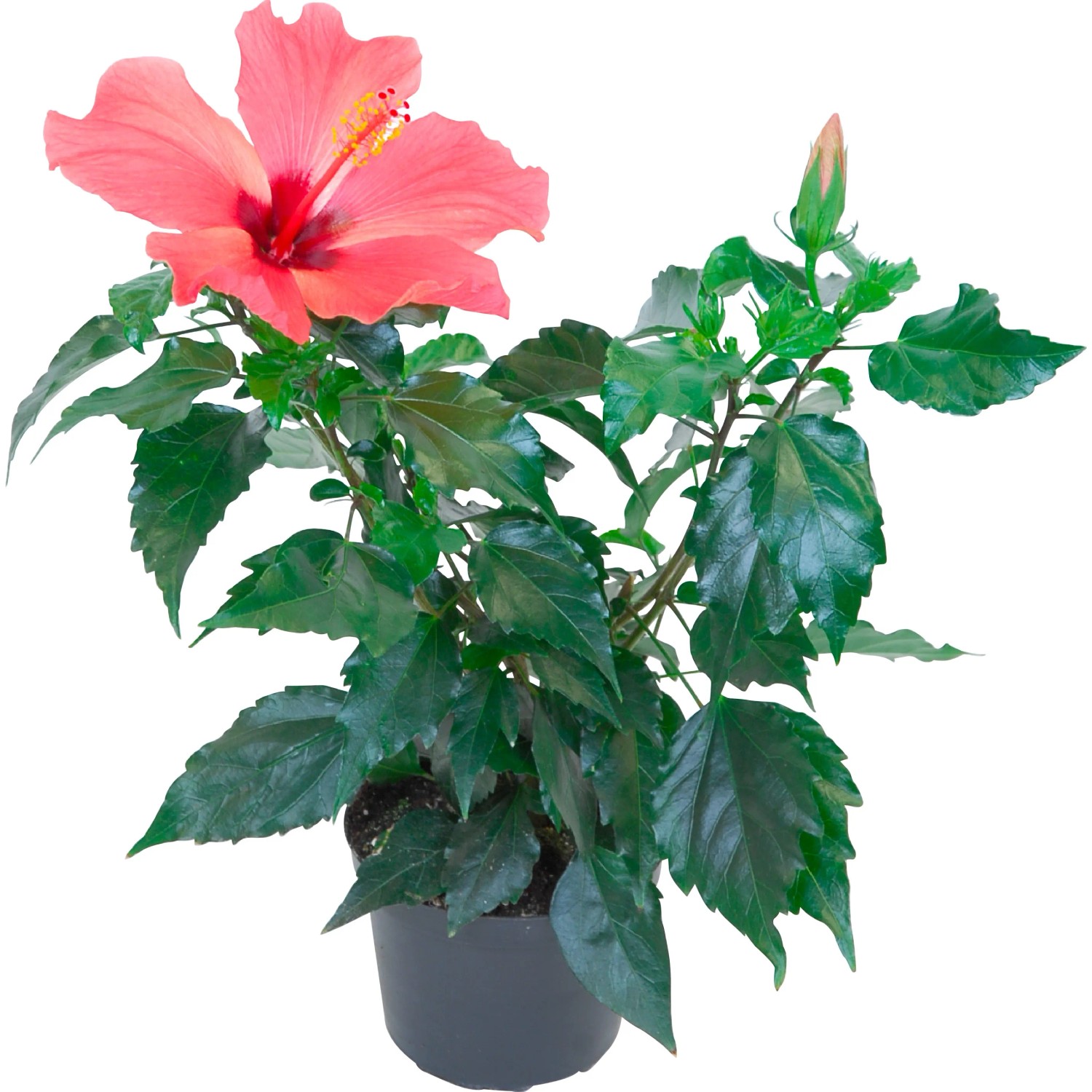 Ibisco rosa Hawaii mix in vaso, pianta esotica da interno con grande fiore rosa.