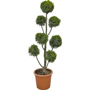 Cipresso potato 'Castlewelland Gold' in vaso, altezza circa 100 cm. Topiaria sempreverde per giardino e vaso.