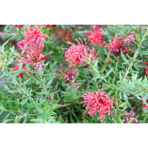 Grevillea `New Blood`