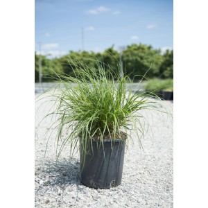 Erba Penniseto in vaso, pianta ornamentale verde per giardino e balcone.