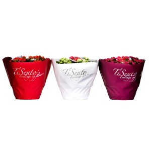 Tre piante di Calancola t.b.t. in rosso, bianco e rosa. Piante da interno in vaso.