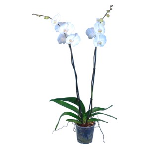Orchidea farfalla bianca (Phalaenopsis grandiflora) con due steli in vaso.