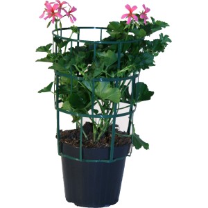 Geranio in vaso con supporto per piante, struttura di sostegno verde per piante da balcone e terrazza.