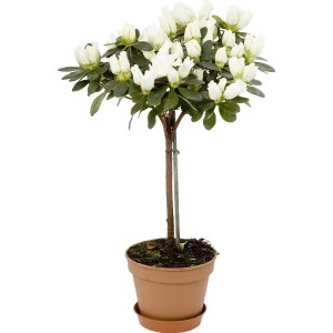 Azalea da interno come tronco con fiori bianchi in vaso, diametro del vaso di circa 14 cm.