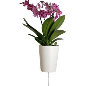 Orchidea sospesa a testa in giù con fiori viola in vaso bianco (circa 13 cm)