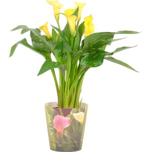 Calla da interno gialla in vaso, GROW by OBI, ca. 12 cm Ø.