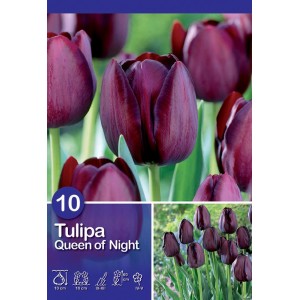Tulipano 'Queen of Night' viola scuro, elegante fiore primaverile per aiuole e vasi.