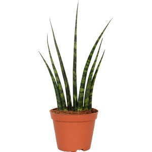 Sansevieria cylindrica in vaso, ca. 8 cm Ø, foglie cilindriche verdi con striature scure.