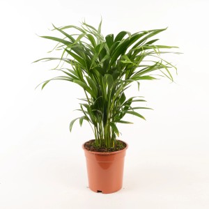 Palma Areca in vaso, pianta da interno verde per un ambiente tropicale.