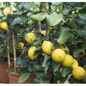 Albero di limone con limoni gialli maturi e foglie verdi in vaso.
