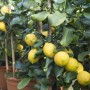 Albero di limone con limoni gialli maturi e foglie verdi in vaso.