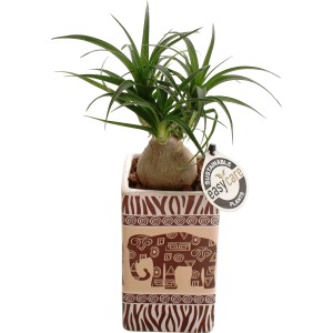 Pianta verde in vaso safari (Ø 7cm) con motivo elefante, pianta da interno