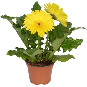 Gerbera gialla in vaso (circa 12 cm Ø). Pianta decorativa da interno per luoghi luminosi.