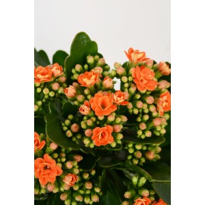 Calancola Rosalina Arancio in vaso, fiori doppi.