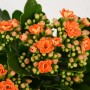 Calancola Rosalina Arancio in vaso, fiori doppi.