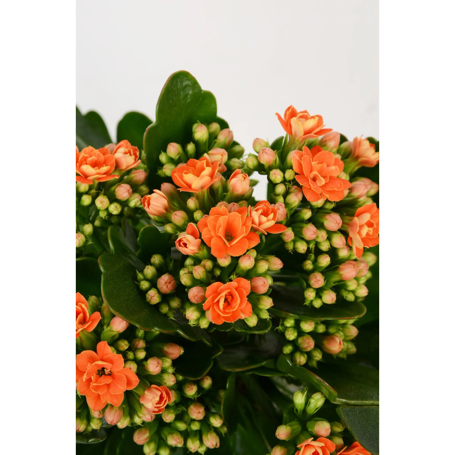 Calancola Rosalina Arancio in vaso, fiori doppi.