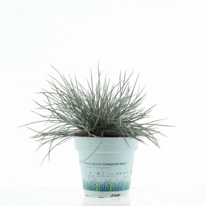 Festuca glauca 't.b.t.' in vaso, erba ornamentale per il giardino.