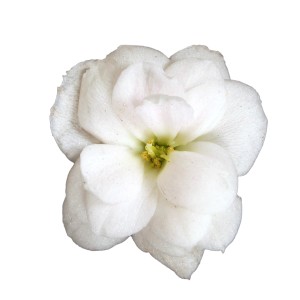Primo piano di un fiore bianco e pieno di Kalanchoe (Calandiva).