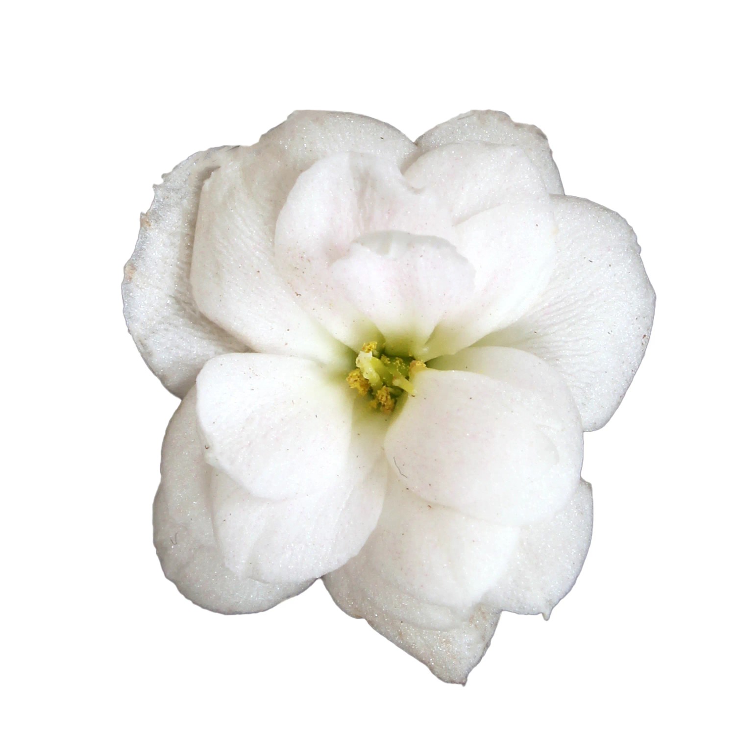 Primo piano di un fiore bianco e pieno di Kalanchoe (Calandiva).