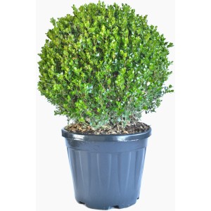 Bosso a palla in vaso, foglie verdi, pianta ornamentale da giardino.