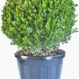 Bosso a palla in vaso, foglie verdi, pianta ornamentale da giardino.