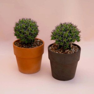 Due piccoli cactus in vaso, uno arancione, uno marrone.
