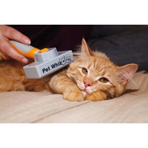 Gatto spazzolato con una spazzola per animali grigia.