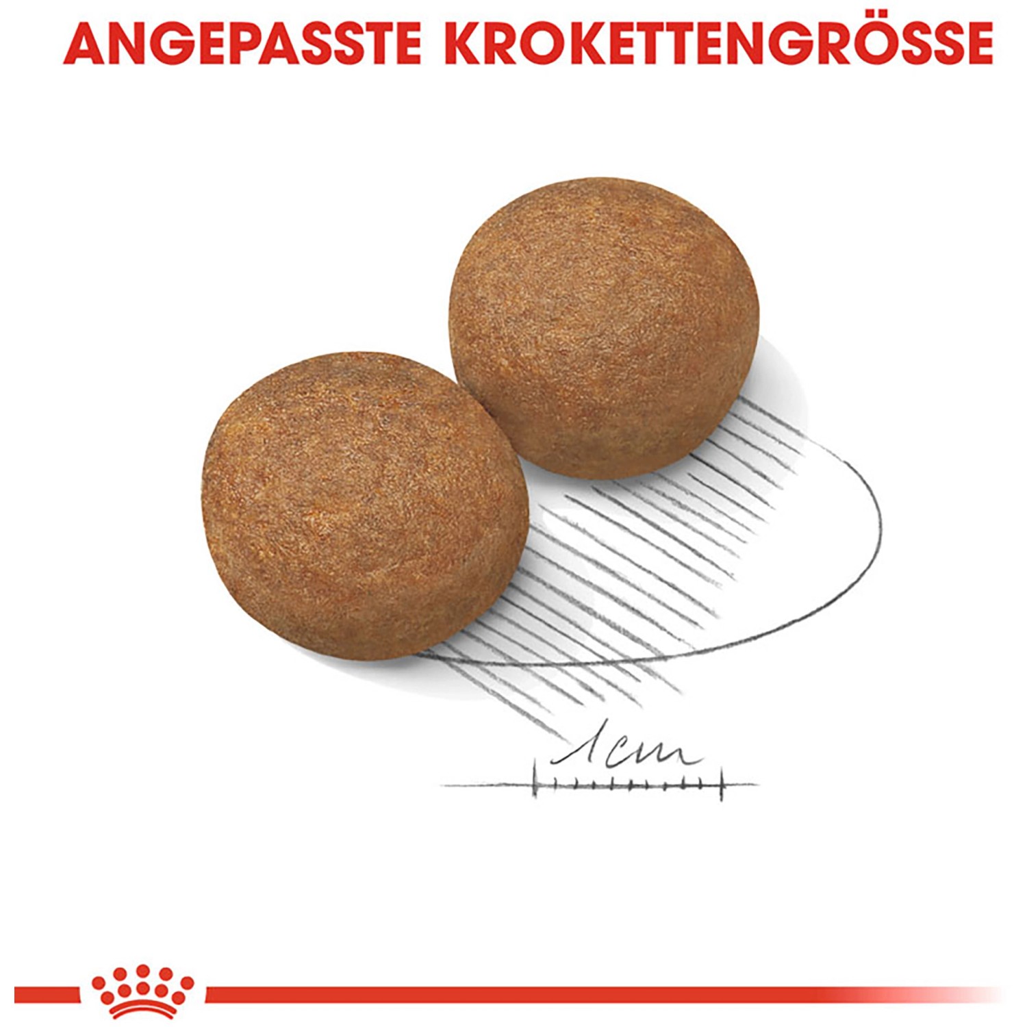 Royal Canin Maxi Adult 5+ cibo secco: Due crocchette per cani anziani di taglia grande.