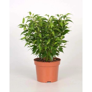 Pianta verde da interno in vaso, categoria: Altre piante verdi.