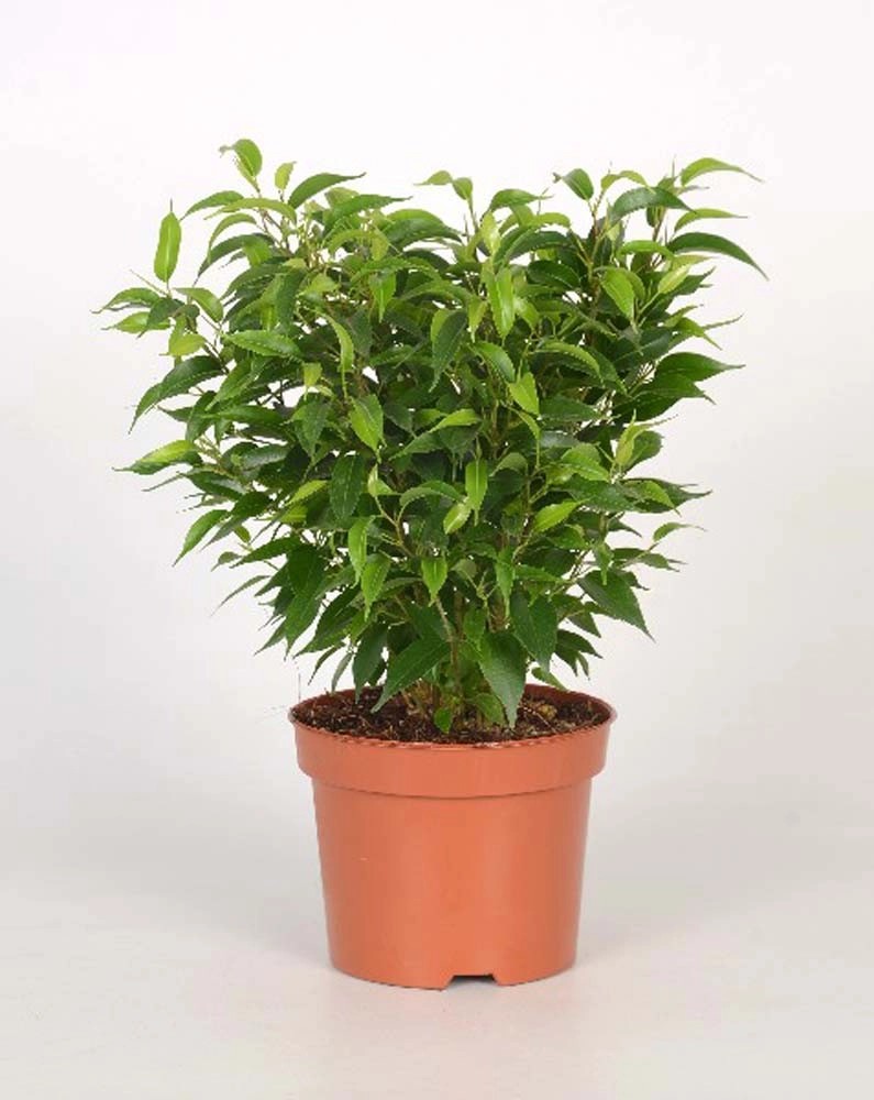 Ficus Benjamina Natasja vaso 12 cm OBI