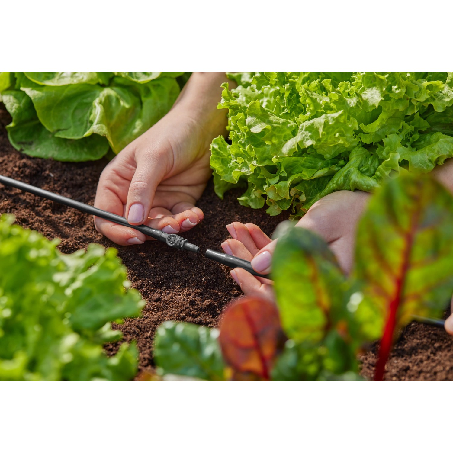 Connettore Gardena 4,6 mm in uso per estendere un sistema micro-goccia in giardino.