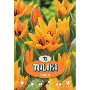Tulipano Shogun arancione dorato, multifiore e profumato. Bulbo da fiore per il giardino.