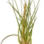 Mix di Tillandsie, diverse varietà di piante d'appartamento decorative e a bassa manutenzione.