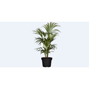 Palma Areca verde in vaso nero, una pianta tropicale da interno.