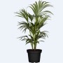 Palma Areca verde in vaso nero, una pianta tropicale da interno.