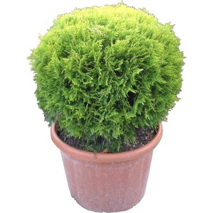 Arborvitae a globo in vaso, pianta da siepe verde per il giardino.