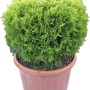 Arborvitae a globo in vaso, pianta da siepe verde per il giardino.